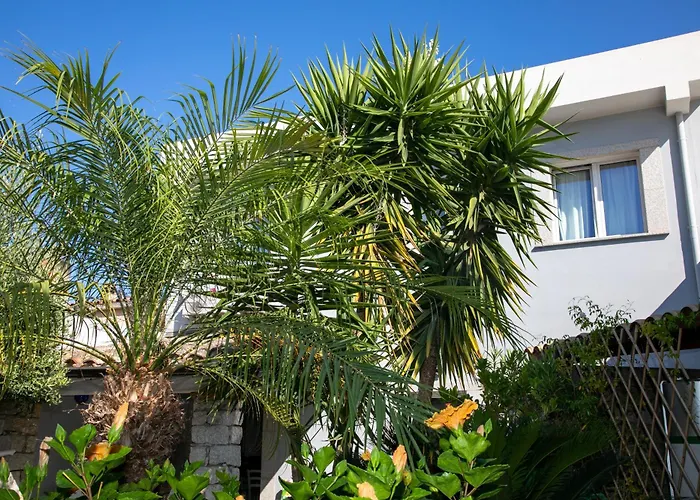 Hibiscus 3* 维拉西米乌斯